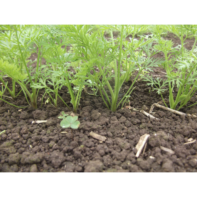 Semeadeira de sementes miúdas Cenoura, Cebola, Rabanete, Beterraba