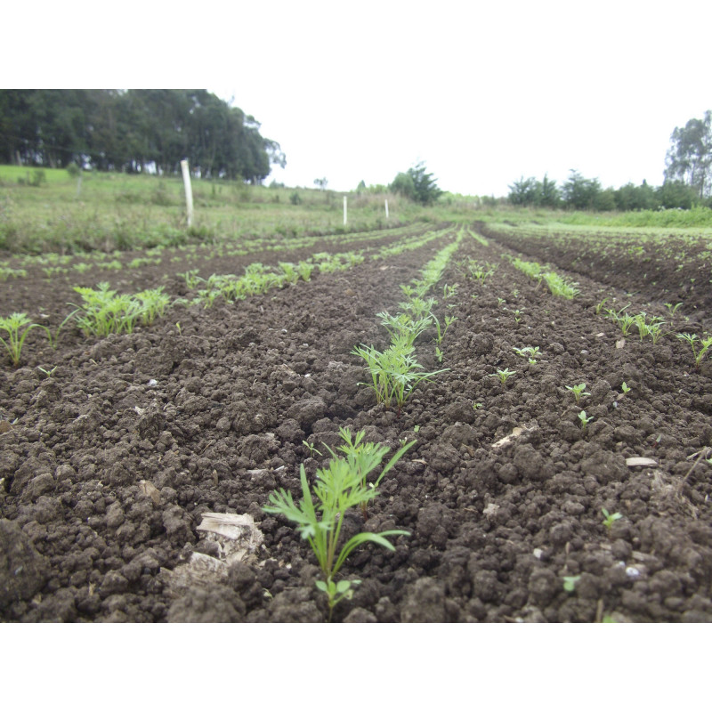 Semeadeira de sementes miúdas Cenoura, Cebola, Rabanete, Beterraba